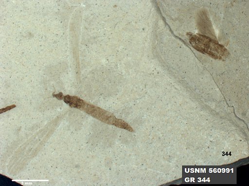 Genus sp