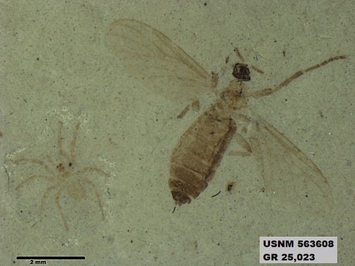 Genus sp