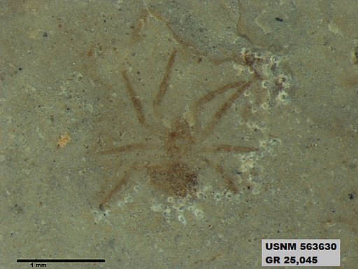 Insecta