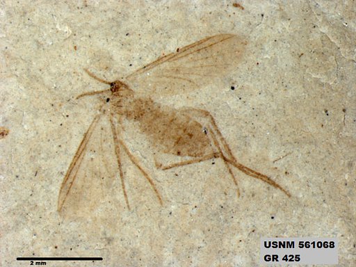 Insecta