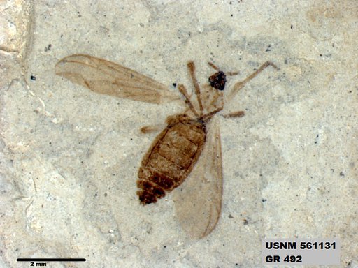 Insecta