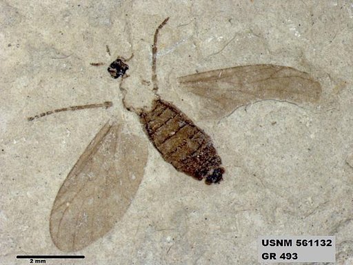 Insecta
