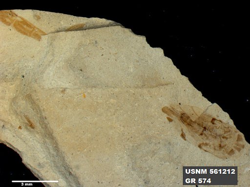 Genus sp