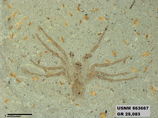 Insecta