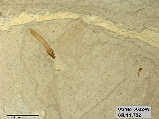 Insecta