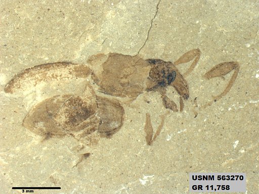 Insecta