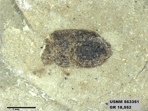 Insecta