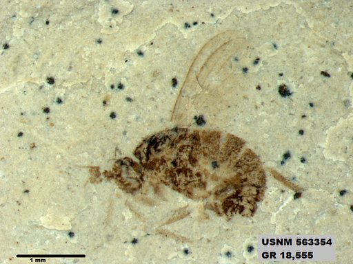 Insecta