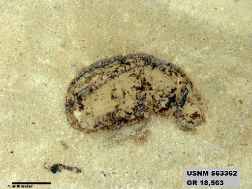 Insecta