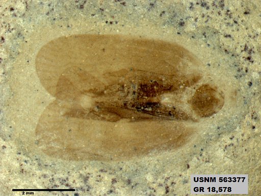 Genus sp
