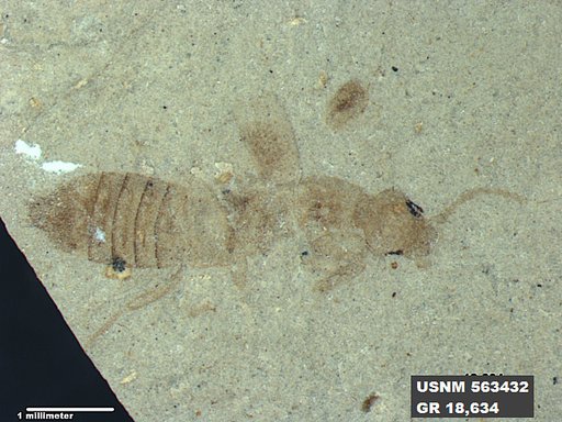 Genus sp