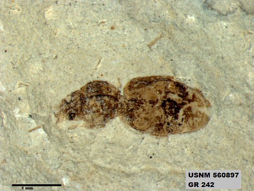 Insecta