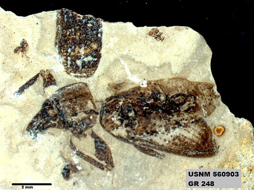 Pandeleteius sp
