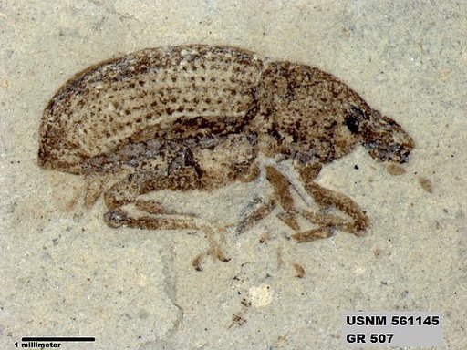 Insecta