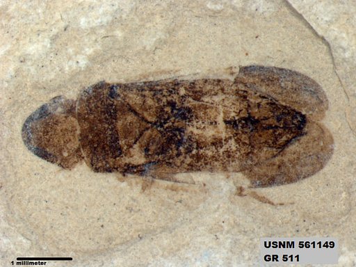 Genus sp