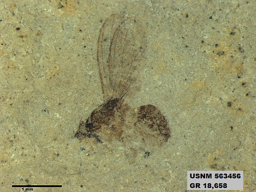 Insecta