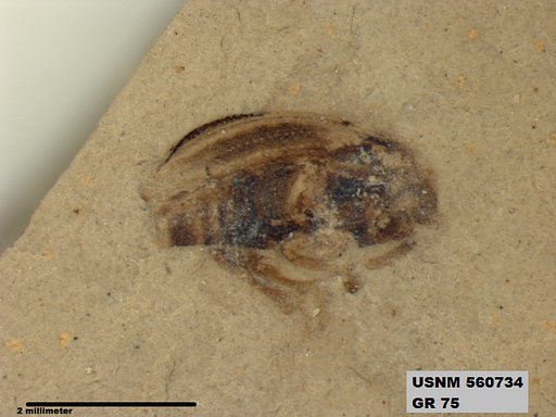 Insecta