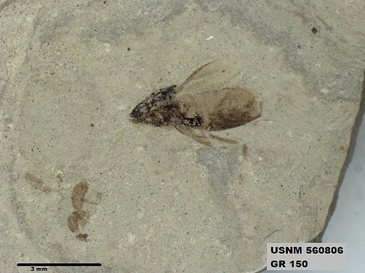 Insecta