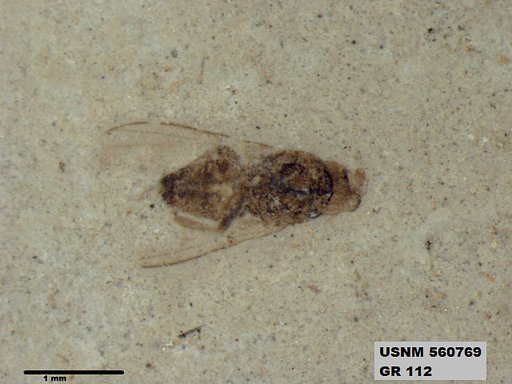 Insecta