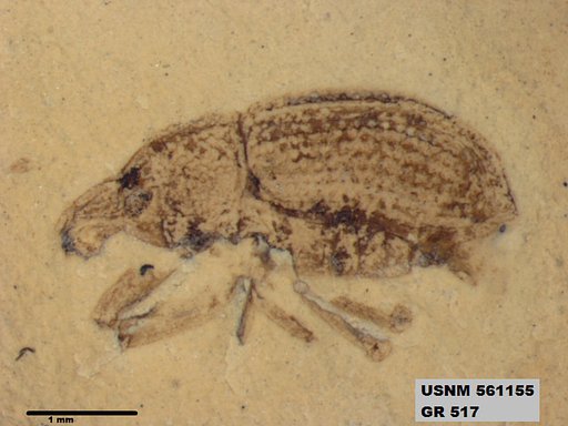 Insecta