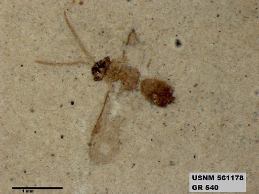 Insecta