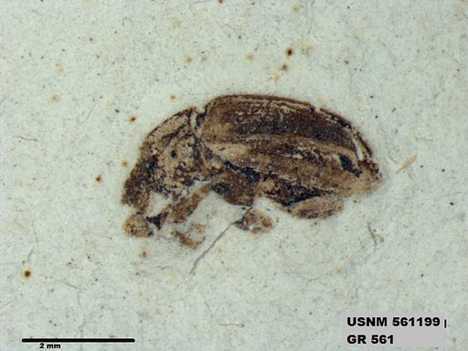 Insecta