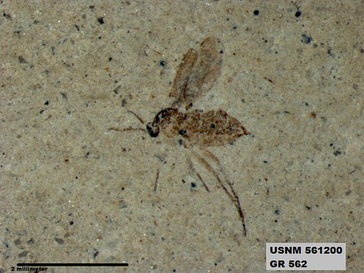 Insecta