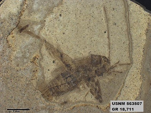 Genus sp