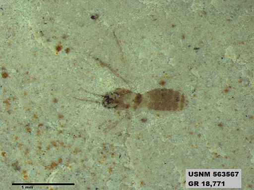 Insecta