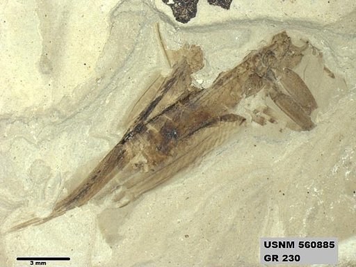 Genus sp