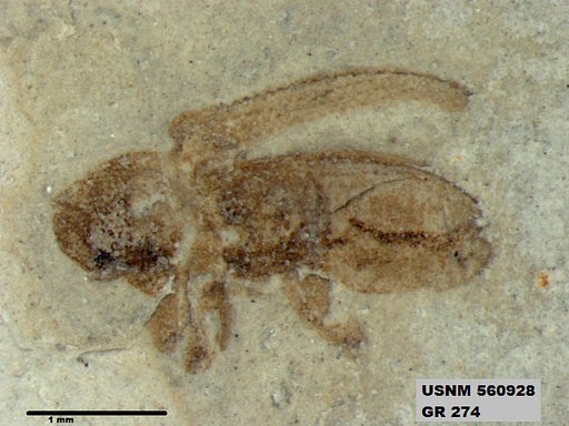 Insecta
