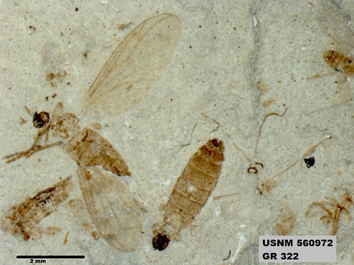 Insecta