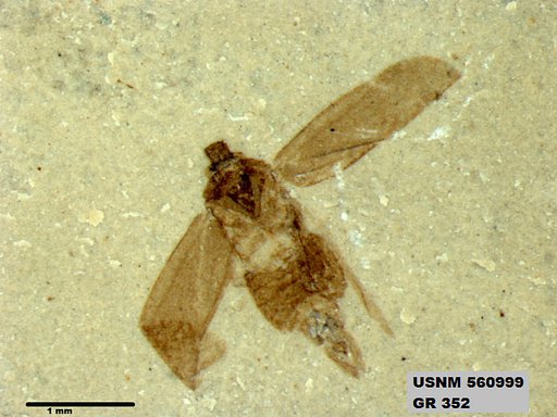 Genus sp