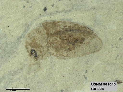 Insecta
