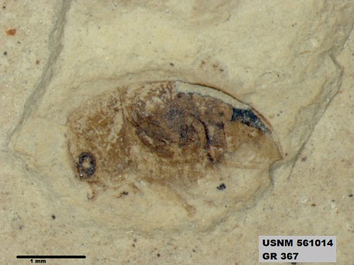 Tipula sp