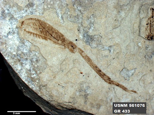 Genus sp