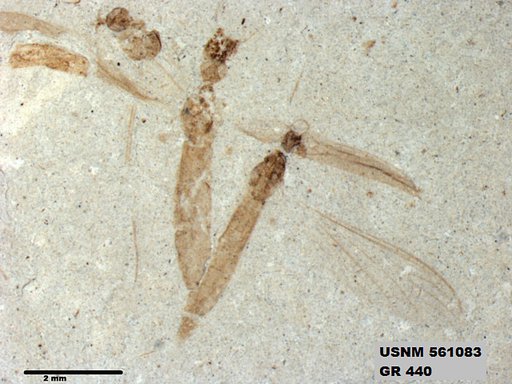 Genus sp