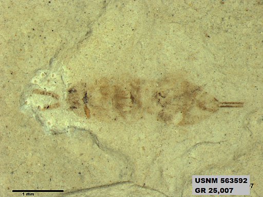Genus sp