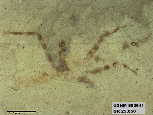 Insecta