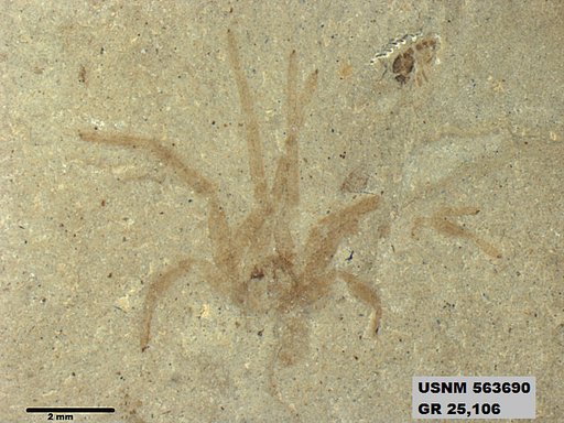 Insecta
