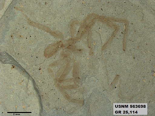 Insecta