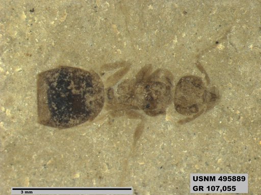 Dolichoderus kohlsi
