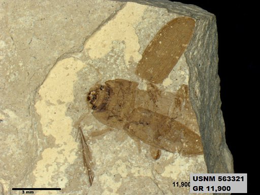 Insecta
