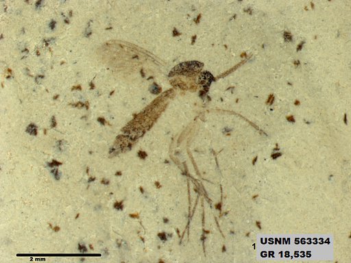 Insecta