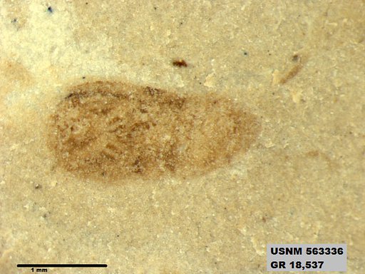 Genus sp