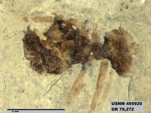 Eoformica pinguis