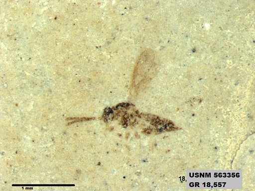 Insecta