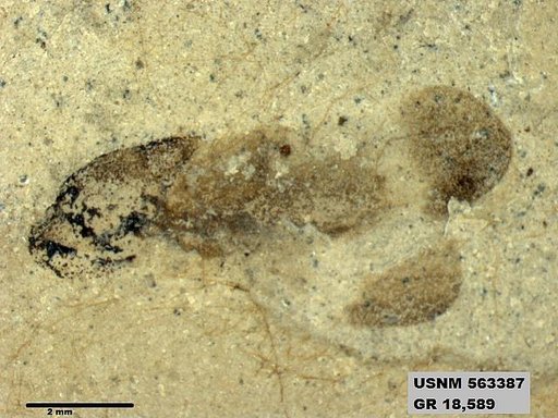 Genus sp