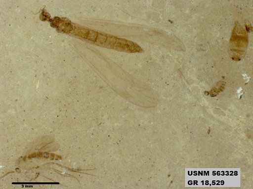 Tipula sp