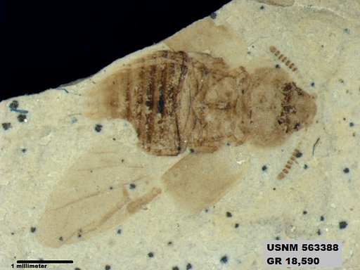 Genus sp